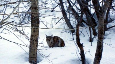 Yorgun vaşak görüntülendi