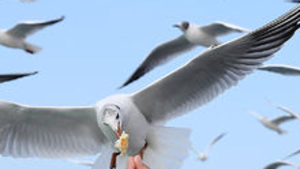 Bahar kendisini hissettiriyor!