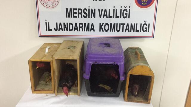 Horoz dövüştüren şahıslara "kumar" baskını