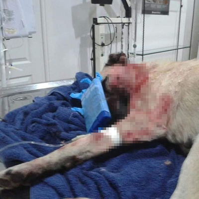 Avukattan sopalı vahşet! Artık kör ve sağır!