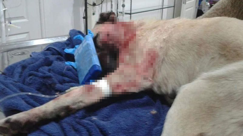 Avukattan sopalı vahşet! Artık kör ve sağır!