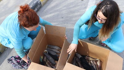 Ekipler gözlerine inanamadı! İlaçla uyutup, tek tek keseye koydu