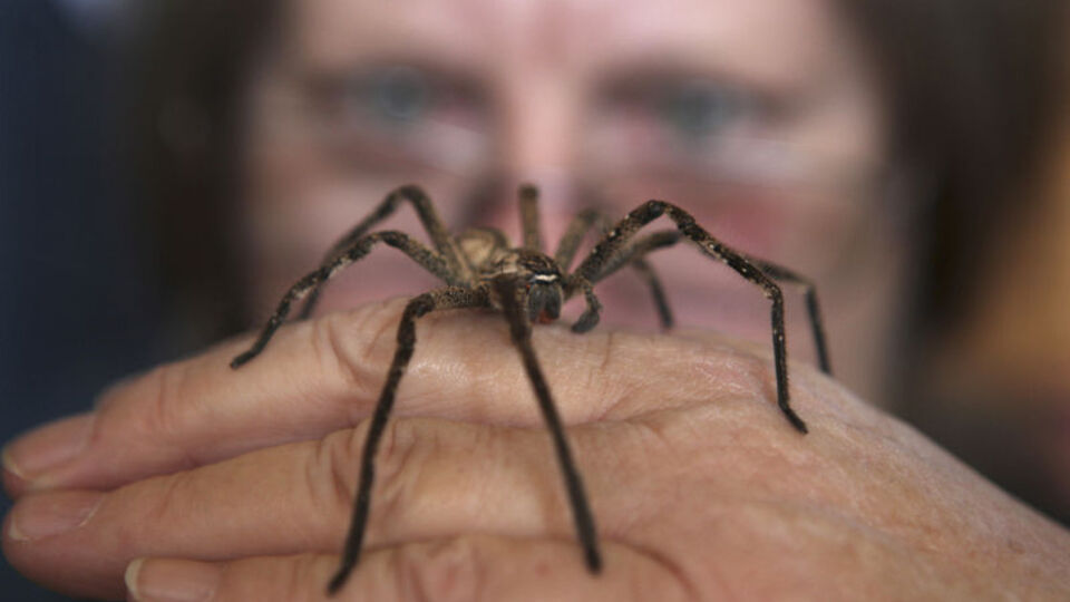 Üç yeni örümcek türü keşfedildi