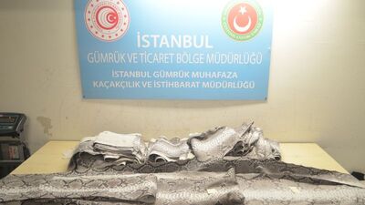 Atatürk Havalimanı'nda ele geçti! Nadir bulunuyor...