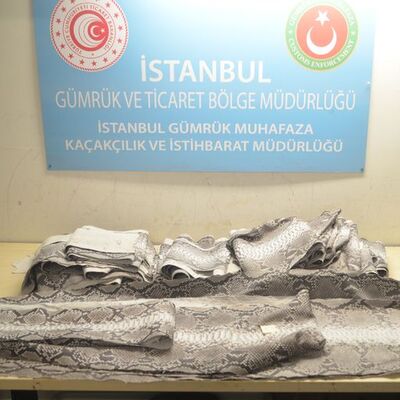 Atatürk Havalimanı'nda ele geçti! Nadir bulunuyor...