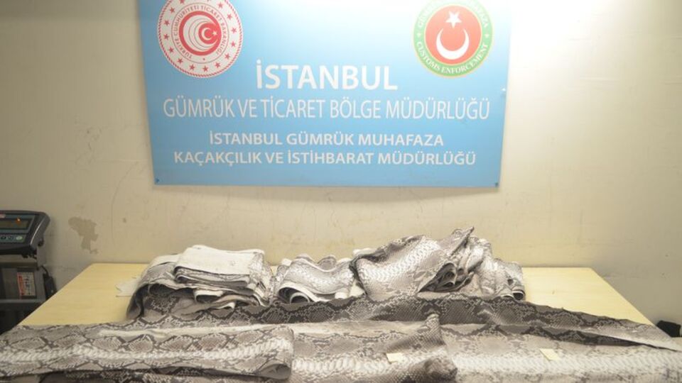 Atatürk Havalimanı'nda ele geçti! Nadir bulunuyor...