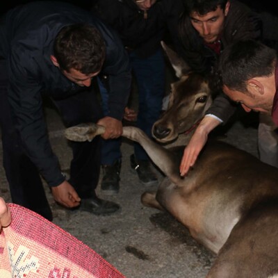 Vatandaş seferber oldu! Yolun ortasında bu halde buldular!