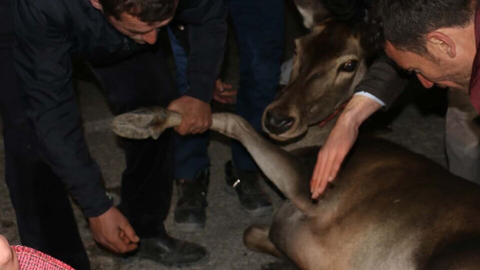 Vatandaş seferber oldu! Yolun ortasında bu halde buldular!