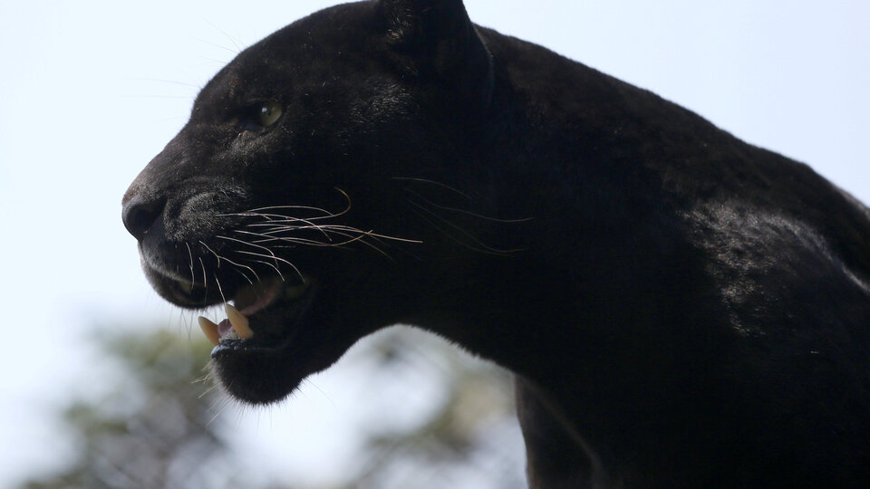 Selfie çekeyim derken, jaguar saldırısına uğradı!