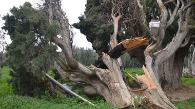 Arıları kovmak için 700 yıllık anıt ağacı katlettiler!