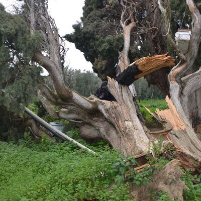 Arıları kovmak için 700 yıllık anıt ağacı katlettiler!