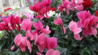 Bahar aylarında çiçek bakımına dikkat!