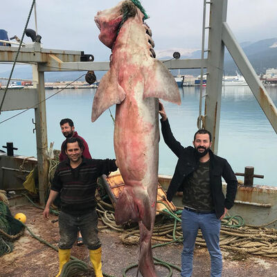 Görenler şaşırdı! Hemen satıldı! Boyu: 4.5 metre! Ağırlığı: 500 kilo!