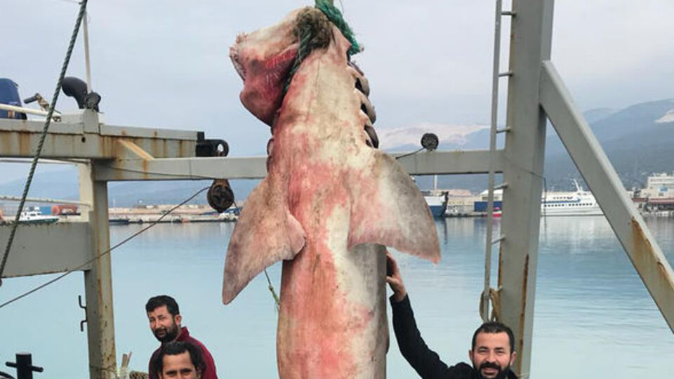 Görenler şaşırdı! Hemen satıldı! Boyu: 4.5 metre! Ağırlığı: 500 kilo!
