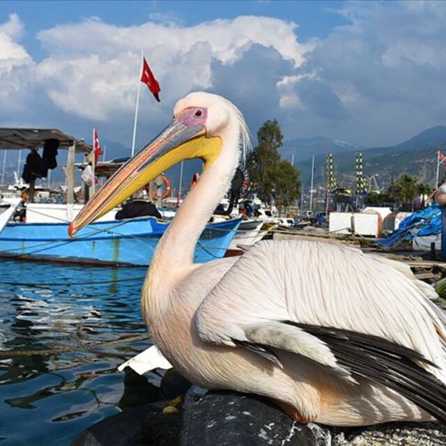 Balıkçı barınağından ayrılmıyor