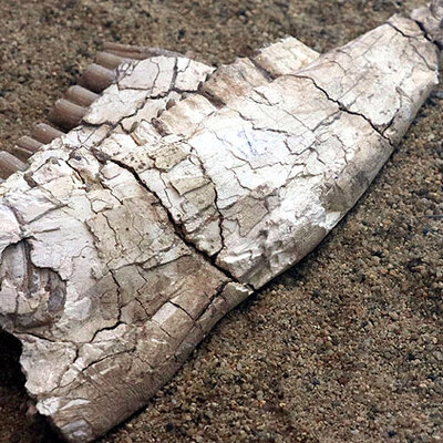 Kayseri'de keçi çobanı bulmuştu! Dünyada bir ilk