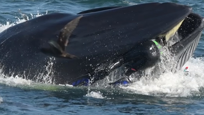 Köpek balıklarını çekiyordu! Balina dalgıcı yutmaya çalıştı!