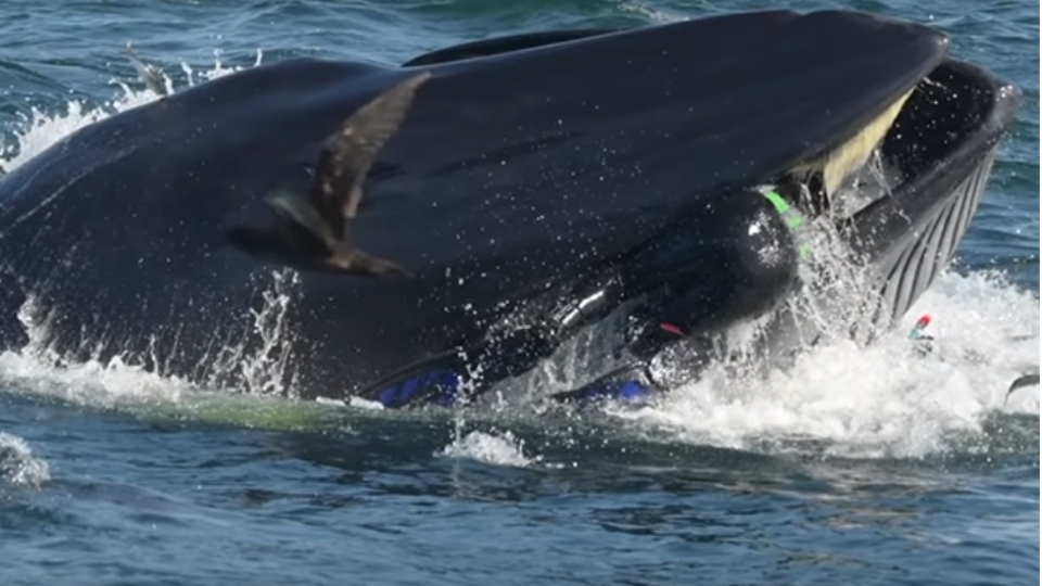 Köpek balıklarını çekiyordu! Balina dalgıcı yutmaya çalıştı!