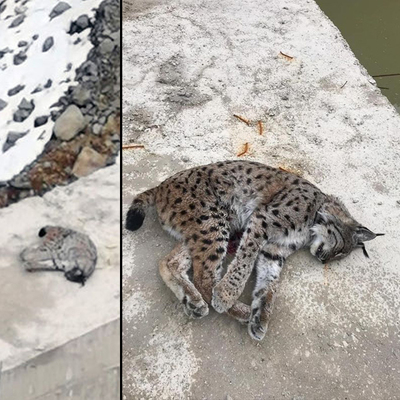 Ona da acımadılar! Koruma altındaki vaşağı vurdular!