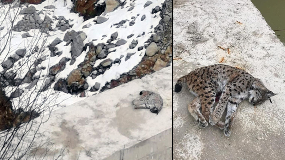 Ona da acımadılar! Koruma altındaki vaşağı vurdular!