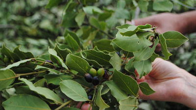 Türkiye'den Avrupa'ya 14 bin ton defne yaprağı ihracatı