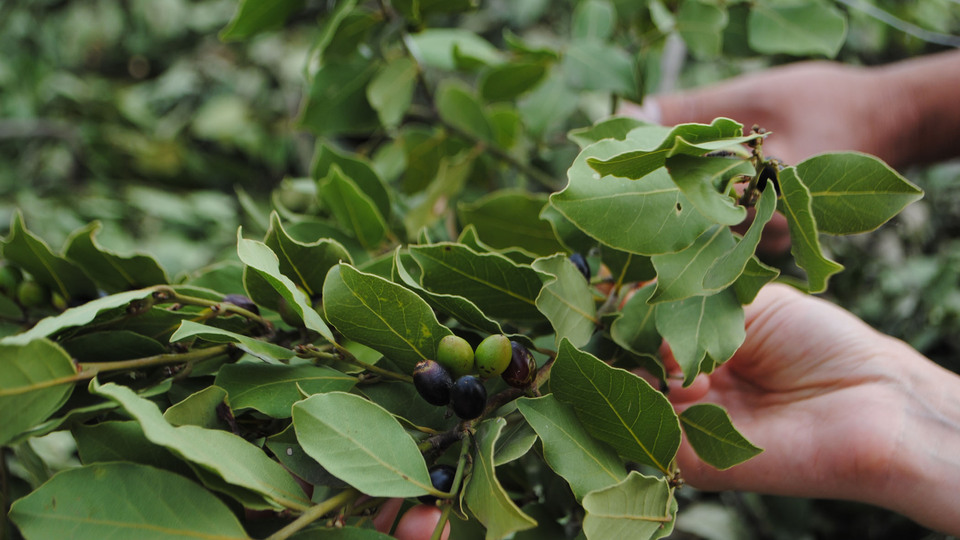 Türkiye'den Avrupa'ya 14 bin ton defne yaprağı ihracatı