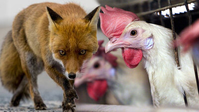 İşte tavuğun gücü!