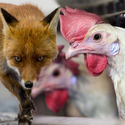 İşte tavuğun gücü!