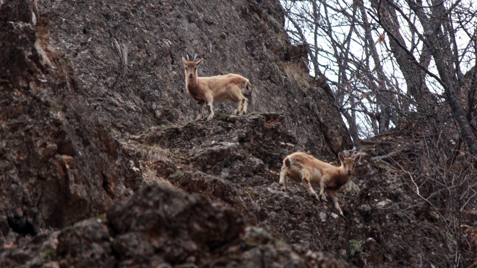 Sarp kayalıklar arasında kaydedildi!