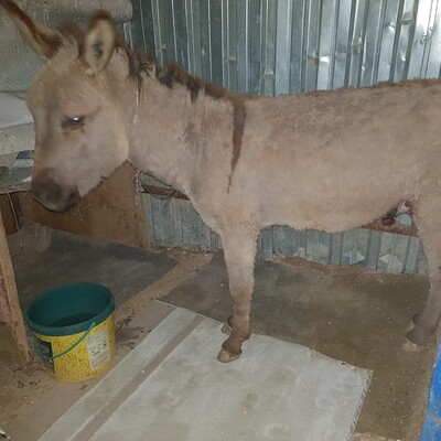 Gaziantep'te sıpaya akılalmaz işkence