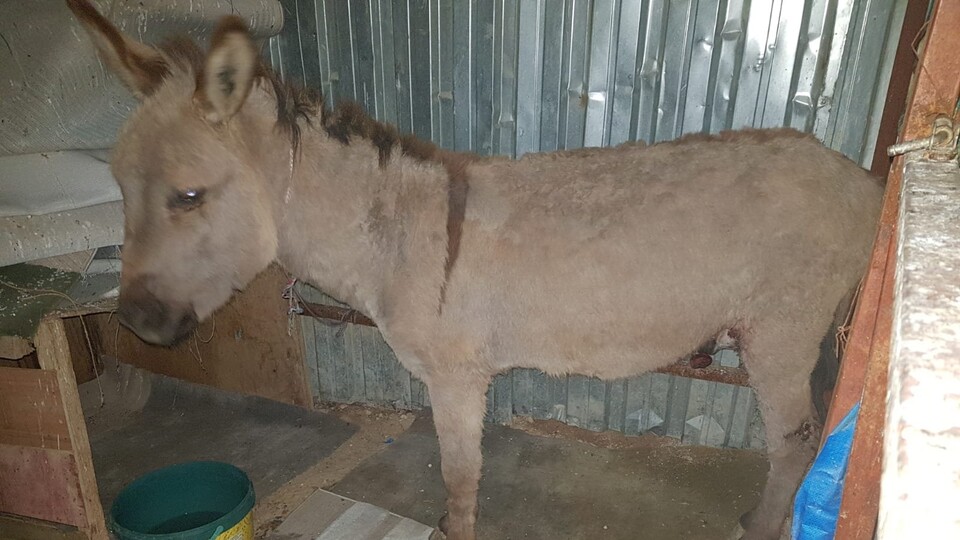 Gaziantep'te sıpaya akılalmaz işkence