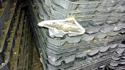 Kelebeğin bu türü de varmış!