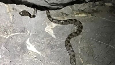 Yengeç ararken buldu! Telefona sarıldı