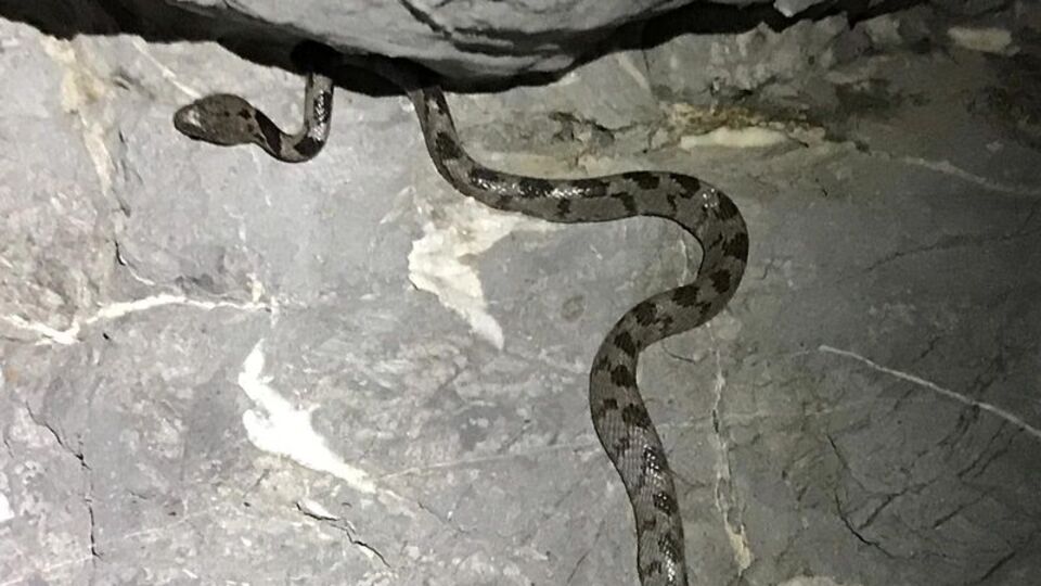 Yengeç ararken buldu! Telefona sarıldı