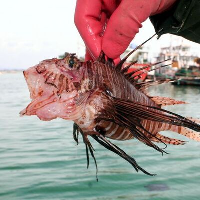 Görünüşüne aldanmayın, tehlike saçıyor