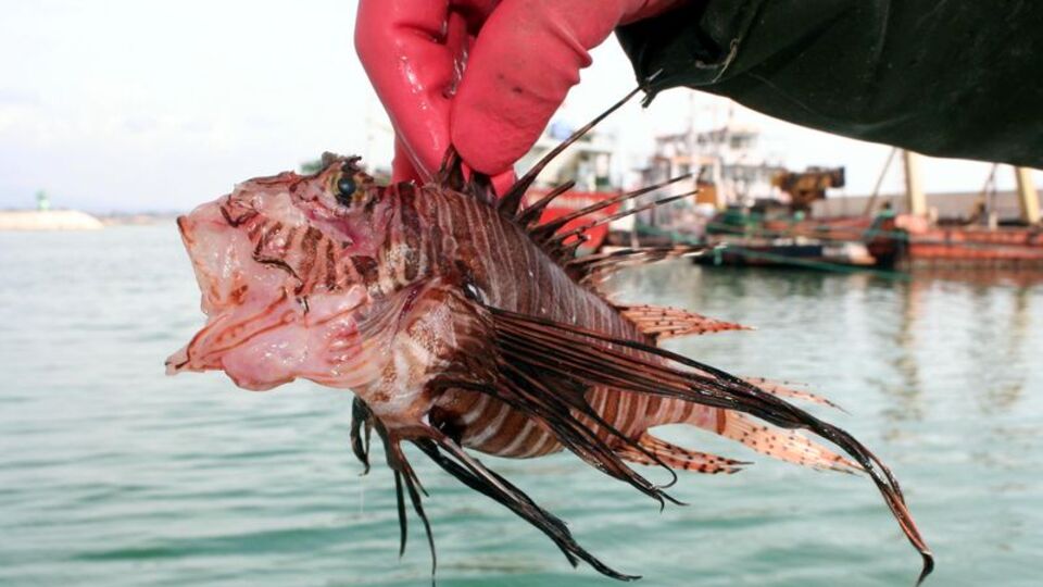 Görünüşüne aldanmayın, tehlike saçıyor