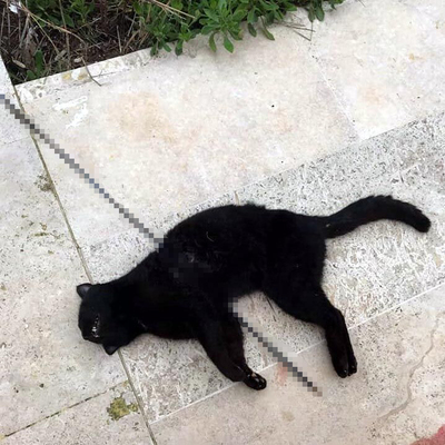 Vicdanlara saplanan ok!