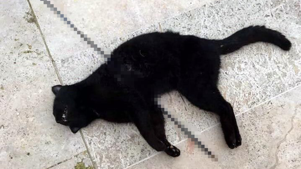 Vicdanlara saplanan ok!