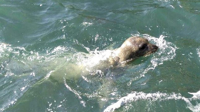 Dünyada 700 tane kaldı! 15 ay aradan sonra görüntülendi