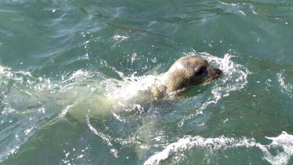 Dünyada 700 tane kaldı! 15 ay aradan sonra görüntülendi