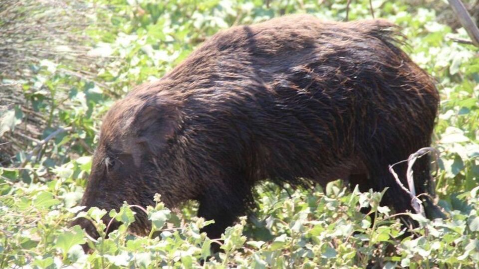 Tatil yöresinde şaşırtıcı olay!