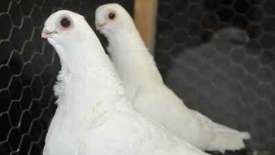 Dünyanın en pahalı güvercini satıldı!