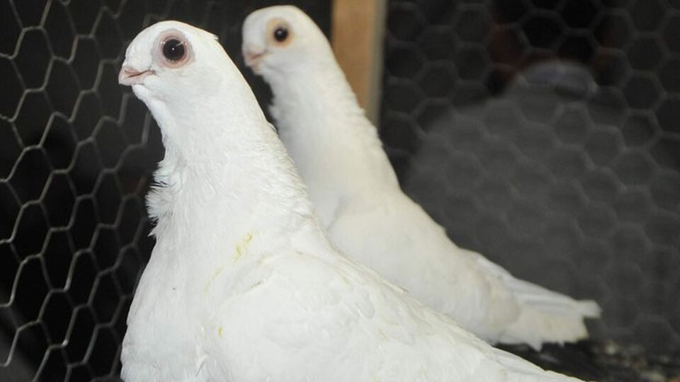 Dünyanın en pahalı güvercini satıldı!