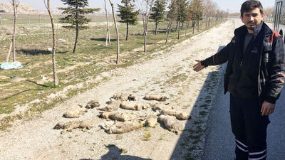 Yol kenarında gördü! Tam bir vahşet!