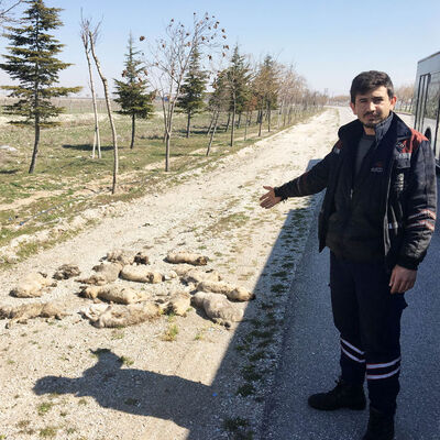 Yol kenarında gördü! Tam bir vahşet!