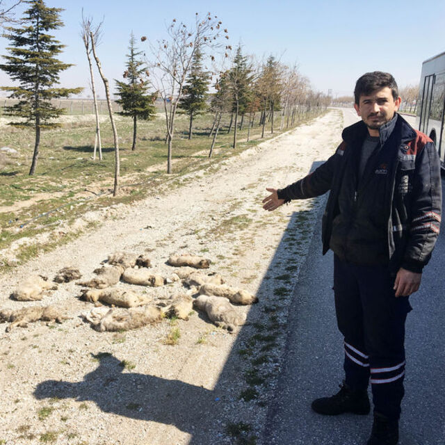 Yol kenarında gördü! Tam bir vahşet!