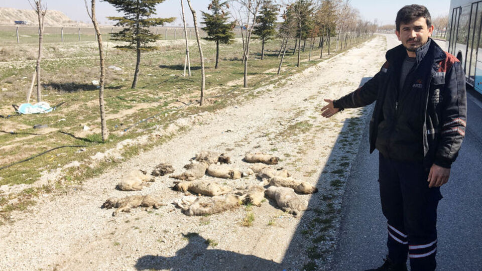 Yol kenarında gördü! Tam bir vahşet!