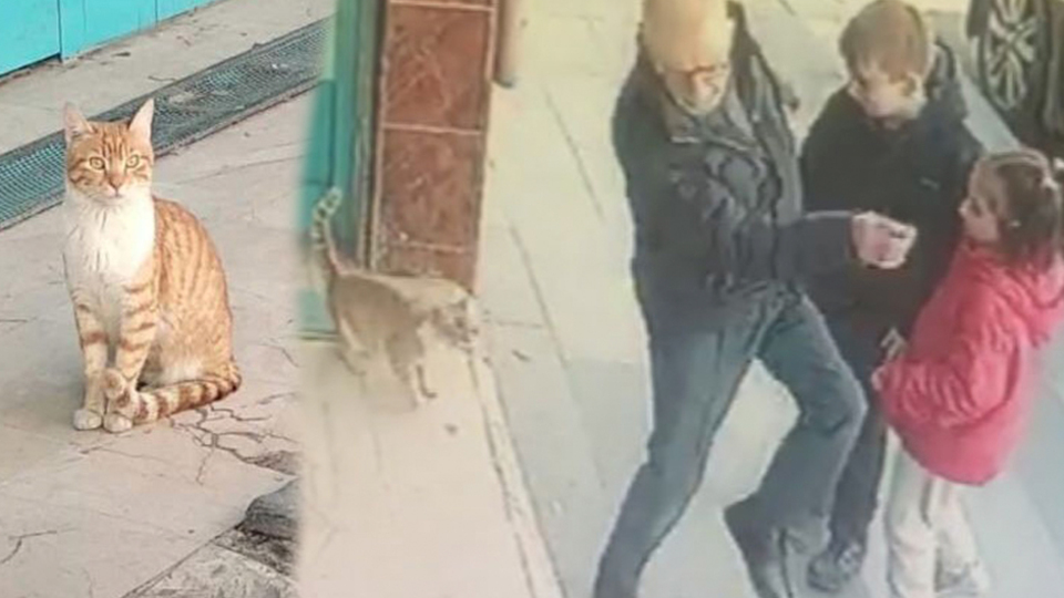 Bakın şu haylaz kedinin yaptıklarına!