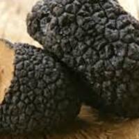 Trüf mantarı nedir faydaları nelerdir