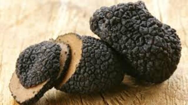 Trüf mantarı nedir faydaları nelerdir